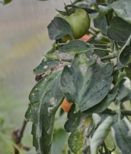 eficiența aplicării Fungicide (utilizare) Eficiența aplicării Fungicide
