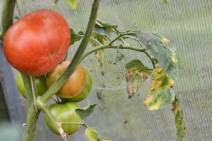eficiența aplicării Fungicide (fungicide) Eficiența aplicării Fungicide