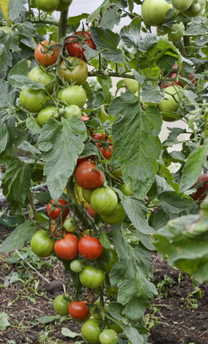 Fungicide utilizare, eficacitate (eficiență) Eficiența aplicării Fungicide