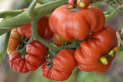eficiența aplicării Fungicide (fungicide) Eficiența aplicării Fungicide