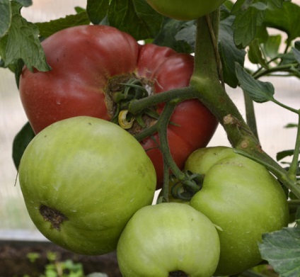 eficiența aplicării Fungicide (manei) Eficiența aplicării Fungicide