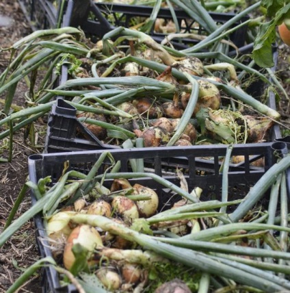 eficiența aplicării Fungicide (manei) Eficiența aplicării Fungicide