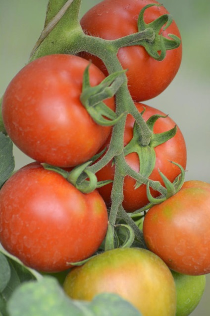Fungicide utilizare, eficacitate (eficiență) Eficiența aplicării Fungicide