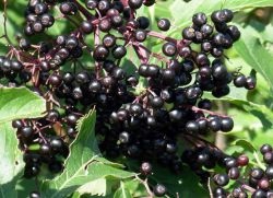 În cazul în care în România crește 1 negru soc (negru) În cazul în care în România crește negru 1 elderberry