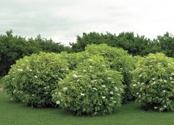 În cazul în care în România se dezvoltă un soc negru (soc) În cazul în care în România crește negru 1 elderberry