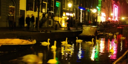 Ghid de cafea shopam Amsterdam (cafea shopam) shopam Ghid de cafea Amsterdam