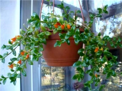 Gipotsirta de îngrijire de flori în casă și de reproducere (acasă) Gipotsirta de îngrijire de flori la domiciliu și creșterea