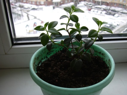 Gipotsirta - îngrijirea plantelor la domiciliu (de îngrijire) Gipotsirta - îngrijirea plantelor la domiciliu