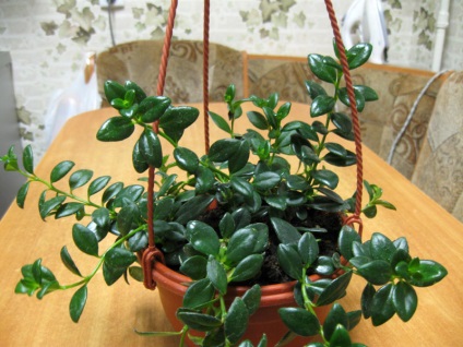Gipotsirta - îngrijirea plantelor in casa (planta) Gipotsirta - îngrijirea plantelor la domiciliu