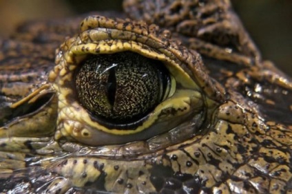Ochi Wildlife (Nature) Wildlife Eyes