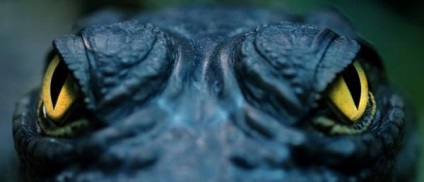 Ochi Wildlife (Nature) Wildlife Eyes