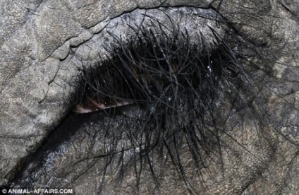 Ochii Wildlife (ochi) Wildlife Eyes