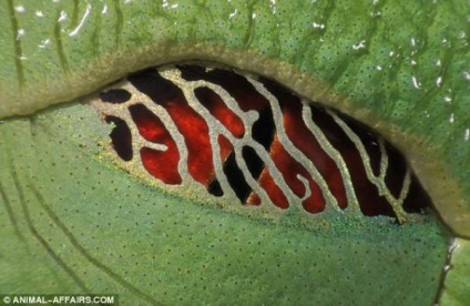 Ochi Wildlife (Nature) Wildlife Eyes