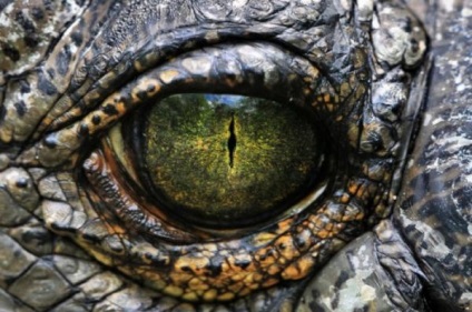 Ochii Wildlife (ochi) Wildlife Eyes