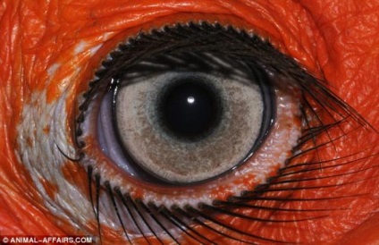 faunei sălbatice ochi (natura fotografie animale) Wildlife Eyes