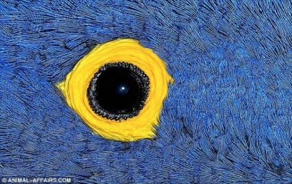Ochi Wildlife (Nature) Wildlife Eyes