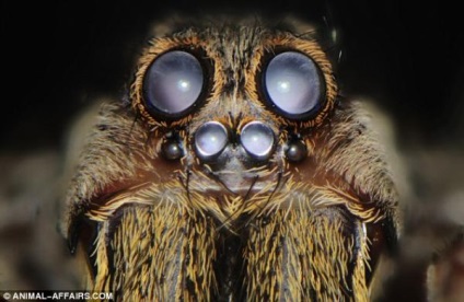 Ochii Wildlife (ochi) Wildlife Eyes