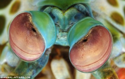 Ochi Wildlife (Nature) Wildlife Eyes
