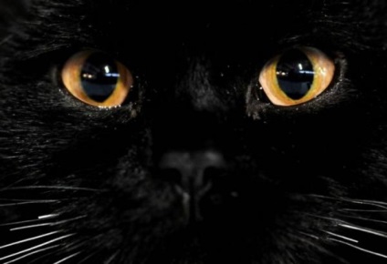 faunei sălbatice ochi (natura fotografie animale) Wildlife Eyes