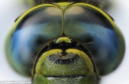 Ochi Wildlife (Nature) Wildlife Eyes