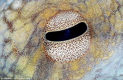 Ochi Wildlife (Nature) Wildlife Eyes