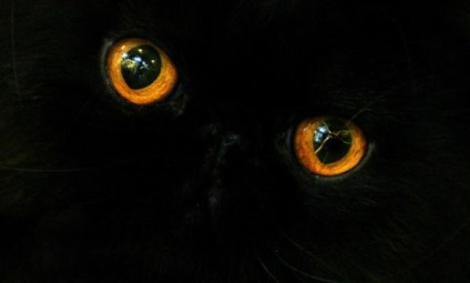 Ochi Wildlife (Nature) Wildlife Eyes