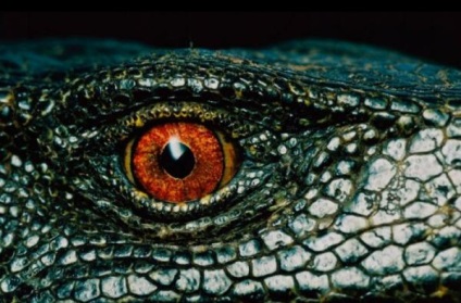 Ochii Wildlife (ochi) Wildlife Eyes
