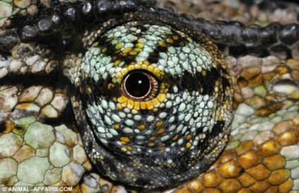 Ochi Wildlife (Nature) Wildlife Eyes