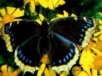 Vocea Cricket mp3 melodie asculta vocea de cricket casa-cricket (Acheta domesticus) download on-line (melodie) Vocea Cricket mp3 melodie asculta vocea de cricket casa-cricket (Acheta domesticus) descărca on-line