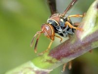 Vocea Cricket mp3 melodie asculta vocea de cricket casa-cricket (Acheta domesticus) download on-line (crichet) Vocea Cricket mp3 melodie asculta vocea de cricket casa-cricket (Acheta domesticus) descărca on-line