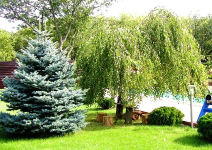 plantare molid albastru și întreținere, foto (diametrul coroanei poate fi) plantare de molid albastru și de îngrijire, fotografie