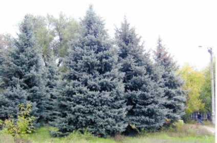plantare molid albastru și întreținere, foto (diametrul coroanei poate fi) plantare de molid albastru și de îngrijire, fotografie