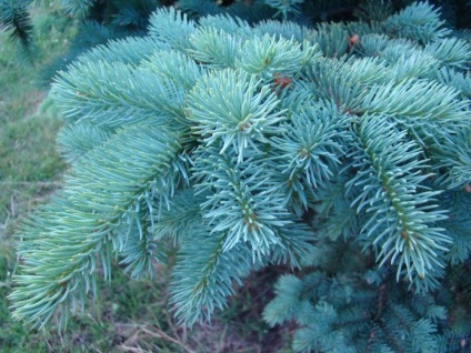 plantare albastru molid și de îngrijire, foto (îngrijire) plantare de molid albastru și de îngrijire, fotografie