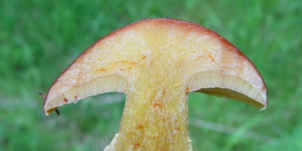 ciuperci Boletus