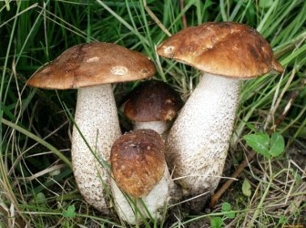 ciuperci Boletus (mirosul de gust dulce) ciuperci Boletus