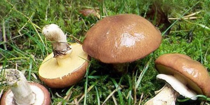 Ciuperci luteus (luteus) ciuperci Boletus