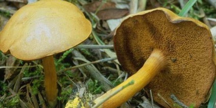 ciuperci boletus (gust de spori de imprimare) ciuperci Boletus