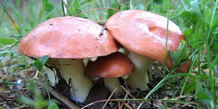 ciuperci Boletus (mirosul de gust dulce) ciuperci Boletus