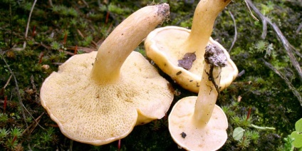 Ciuperci luteus (Peel ușor de îndepărtat) ciuperci Boletus