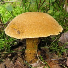 Ciuperci luteus (luteus) ciuperci Boletus