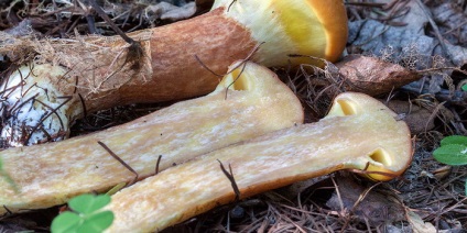 Ciuperci luteus (luteus) ciuperci Boletus