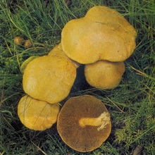 Ciuperci luteus (Peel ușor de îndepărtat) ciuperci Boletus