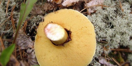 Ciuperci luteus (luteus) ciuperci Boletus