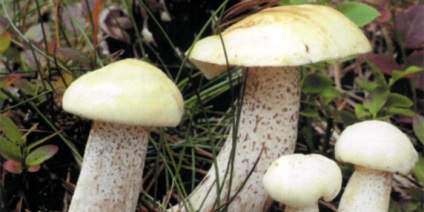 ciuperci boletus (gust de spori de imprimare) ciuperci Boletus
