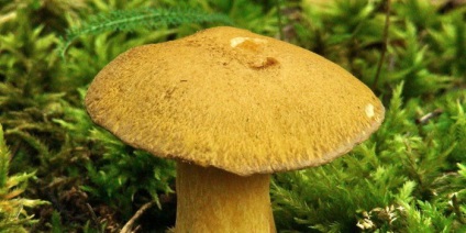 ciuperci boletus (gust de spori de imprimare) ciuperci Boletus