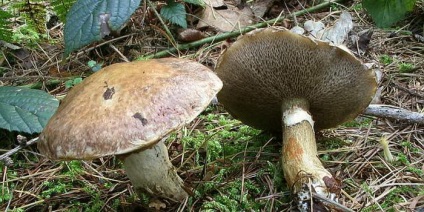 ciuperci Boletus (mirosul de gust dulce) ciuperci Boletus