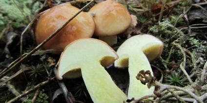 Ciuperci luteus (Peel ușor de îndepărtat) ciuperci Boletus