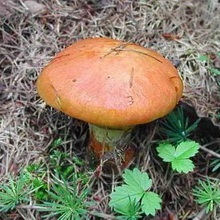 ciuperci boletus (gust de spori de imprimare) ciuperci Boletus