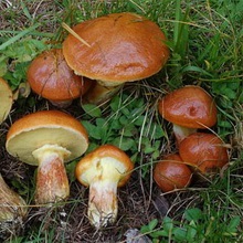 ciuperci Boletus (mirosul de gust dulce) ciuperci Boletus