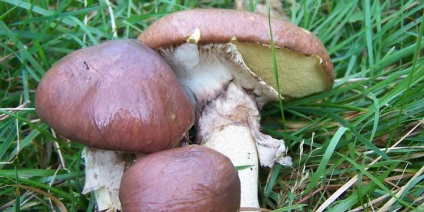 Luteus fungi (ciuperci) ciuperci Boletus